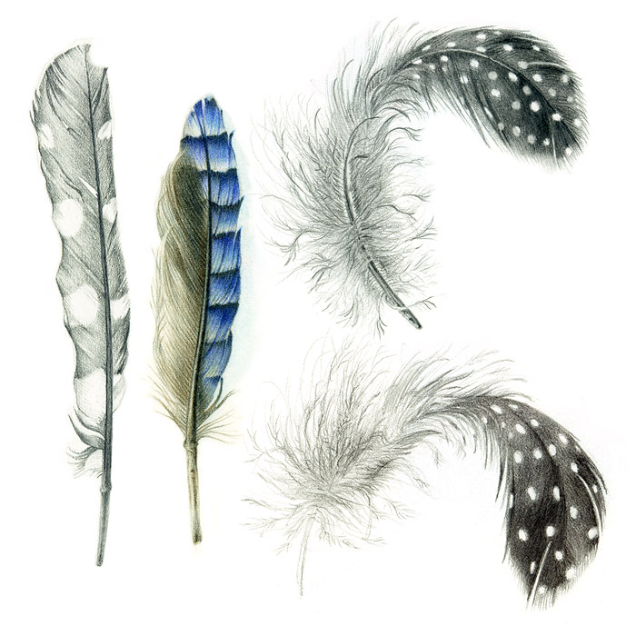 Illustration showing feathers forming the letters l & n