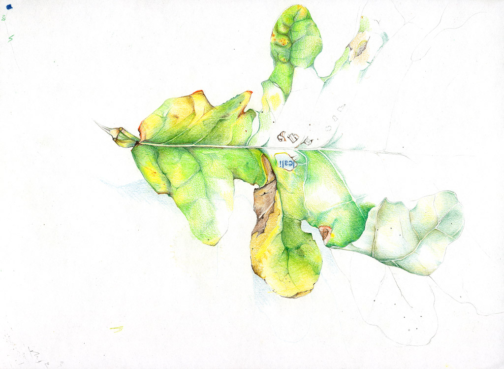 Illustration of an oak leaf