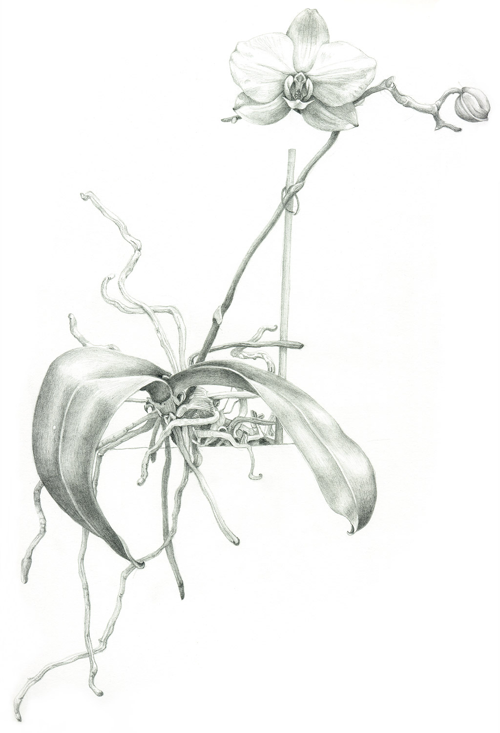 Illustration of a orchid