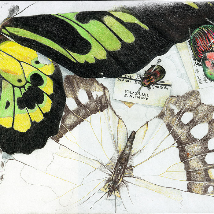 Illustratin of butterflies