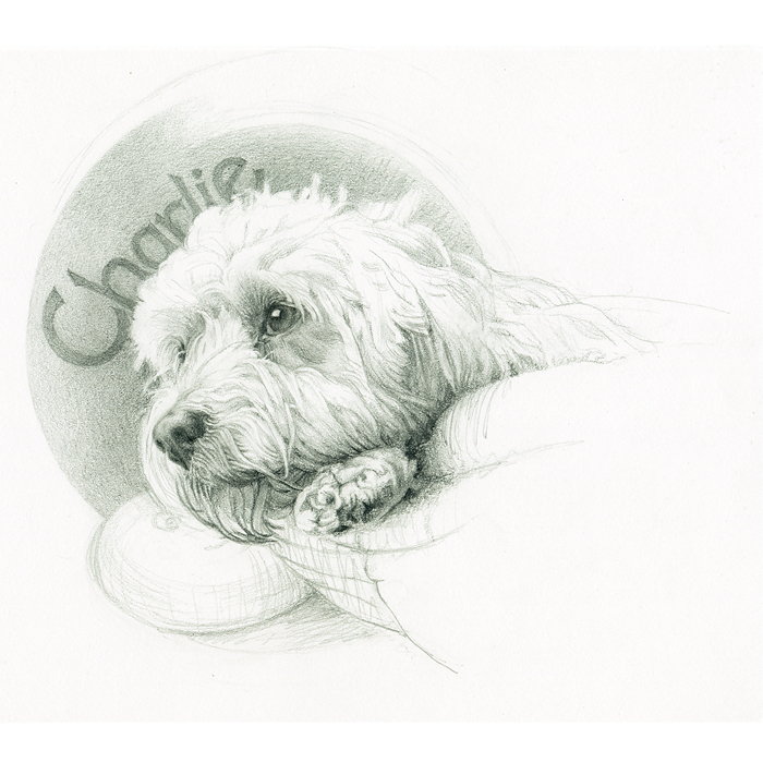 Portrait of a Cavapoo - Charlie