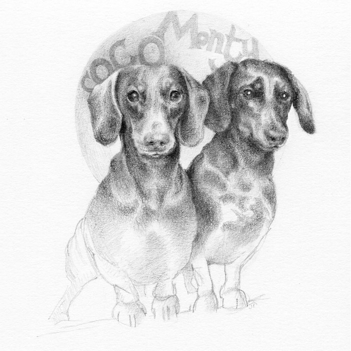 Portrait of two Dachshunds - Coco & Monty